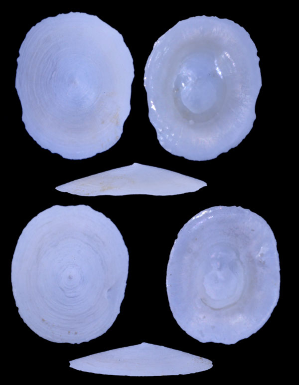 オバタワタゾコシロガサ (仮称) Cocculina ovata small