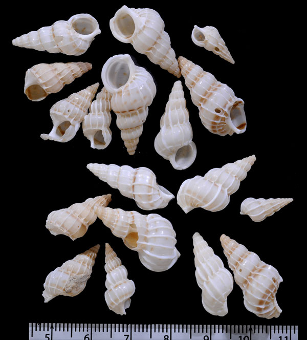 アフリカネジガイ　(仮称) Gyroscala coronata small