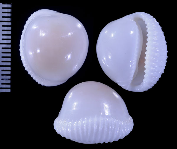 サレコウベシラタマ (仮称) Triviella calvariola small