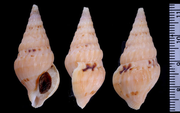 フイリフトツノクダマキ (仮称) Drillia maculomarginata small