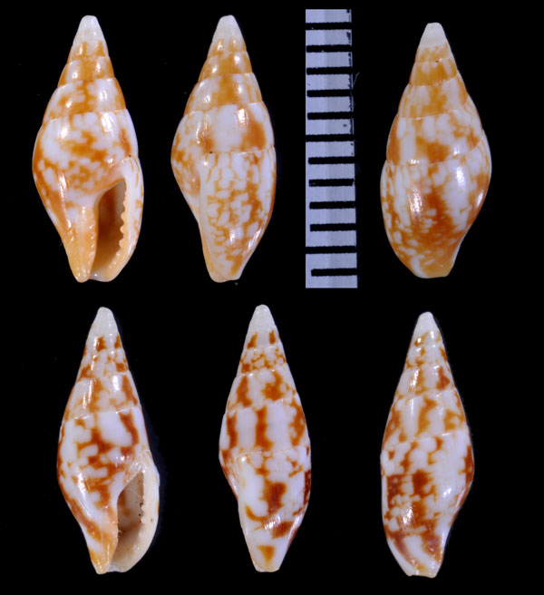 ガクフムギガイ Mitrella scripta small