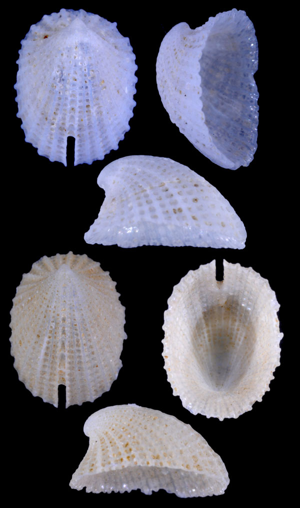 スソキレガイ 未詳01 Emarginula sp. small