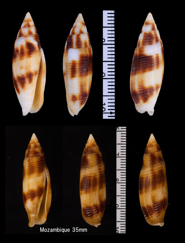 ハナシフデ　無歯筆 Pterygia edentula small