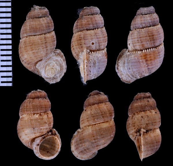ココバハマクチヒレ (仮称) Opisthosiphon insulanum small