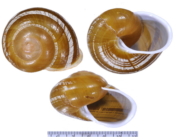 トキンチャスジタニシマイマイ Calocochlia norrisii small