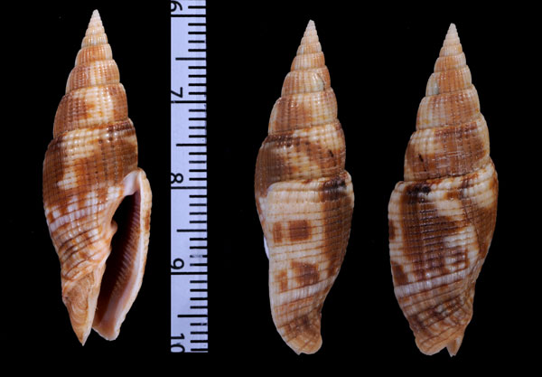 ムラクモツクシ Vexillum rufomaculatum small