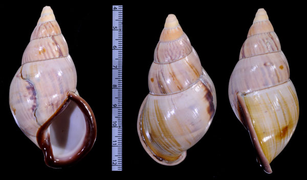 オオツヤムラサキマイマイ (仮称) Porphyrobaphe vicaria small