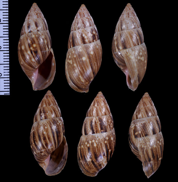カタマヨミカンマイマイ (仮称) Drymaeus sachsei catamayensis small