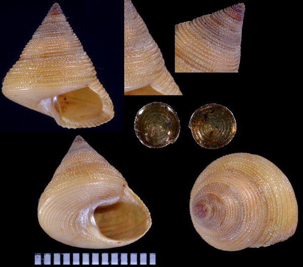ベンテンエビス Kombologion filiareginae small