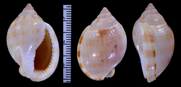 アツウラシマの一型 Semicassis cicatricosa peristephes small