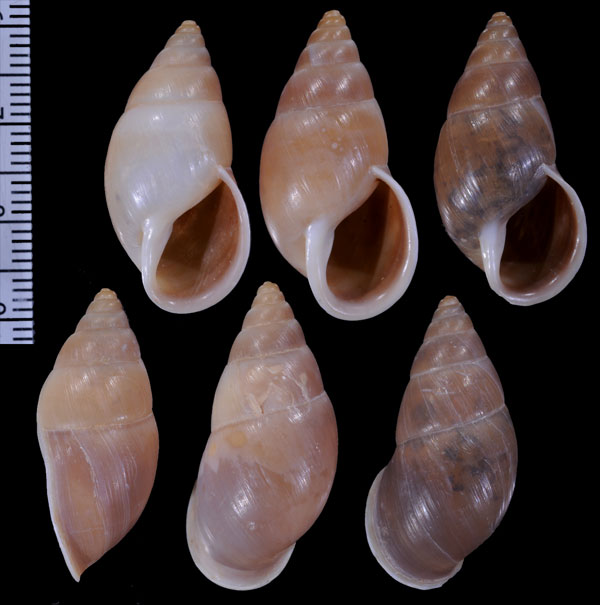 ツヤコムラサキナガマイマイ (仮称) Kora rupestris small