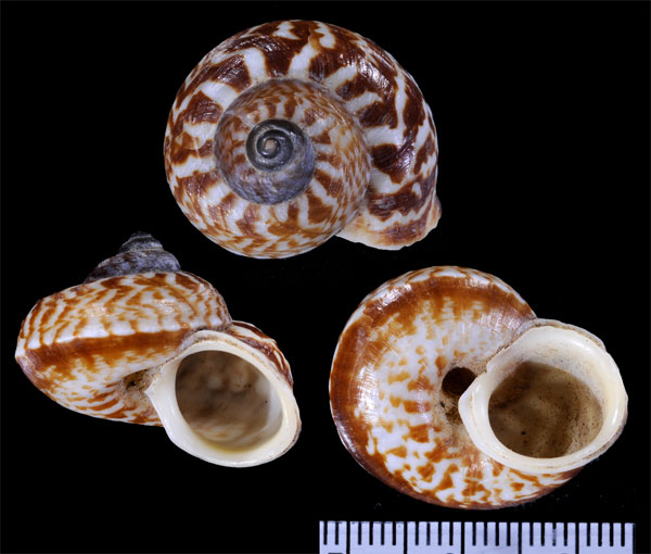 カドバリジグザグヤマタニシ (仮称) Cyclophorus lingulatus small