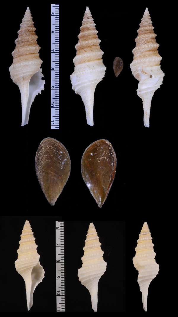 ギルクリストクダマキ (仮称) Gemmula gilchristi small