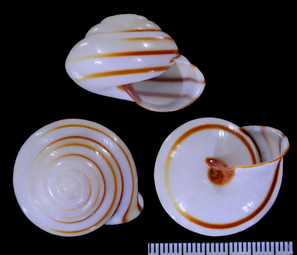 タマゴカスリマイマイ (仮称) Chloraea stenopsis small