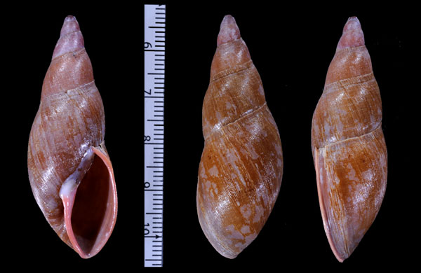 チャイロクビレマイマイ Gonyostomus goniostoma small