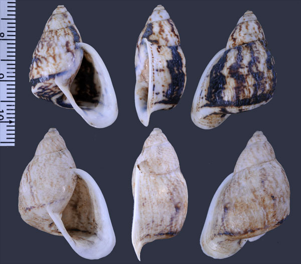 レポリスホカケマイマイ (仮称) Cochlorina leporis small