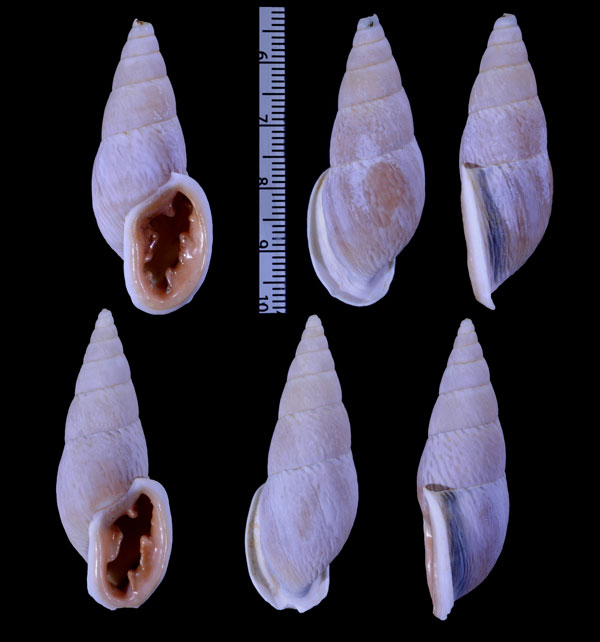 ミソッパアラハダマイマイ (仮称) Burringtonia pantagruelina minor small