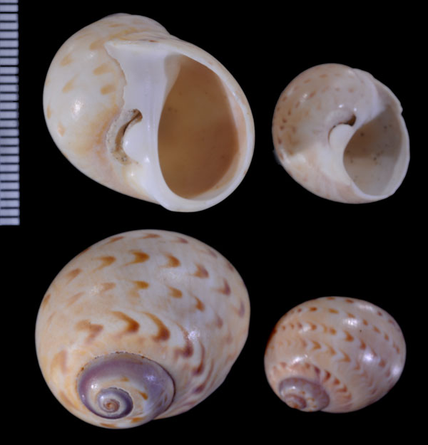 ニュージーランドタマガイ Tanea zelandica small