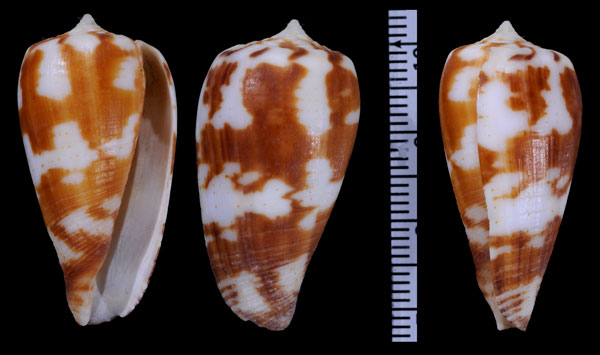 コブリヒロクチイモ Conus pica small