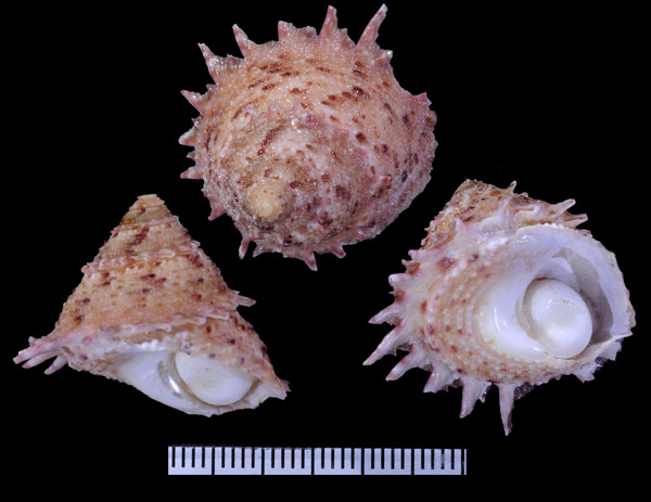 テンジクカンス Bolma persica small