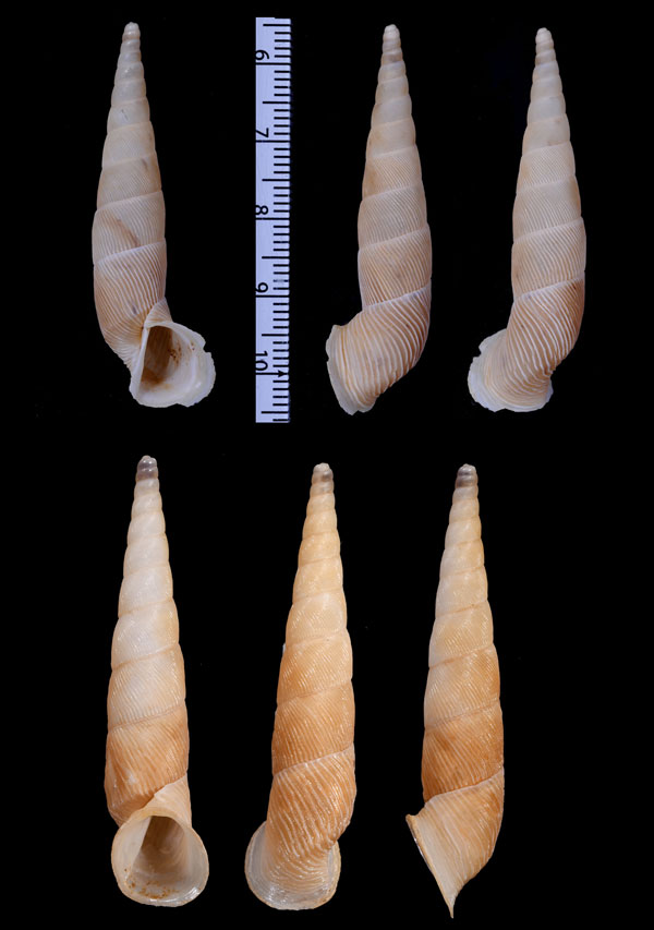 ティラーキセルダマシ Berendtia taylori small