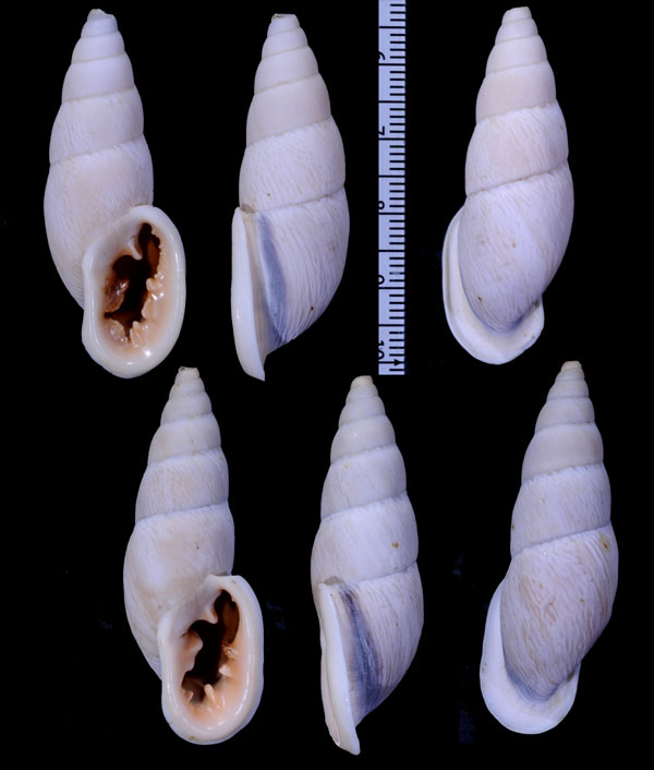 バリントンアラハダマイマイ Burringtonia labrosa small