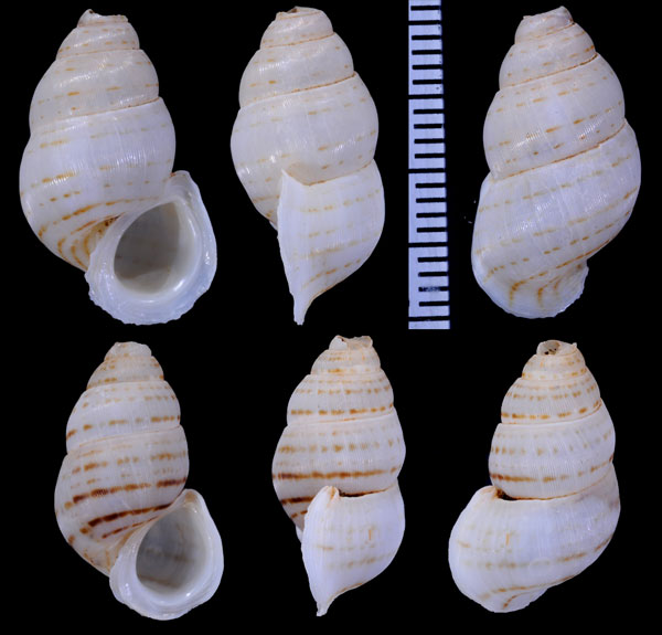 ハナヤカハイチクチヒレ (仮称) Sallepoma pulchellum small
