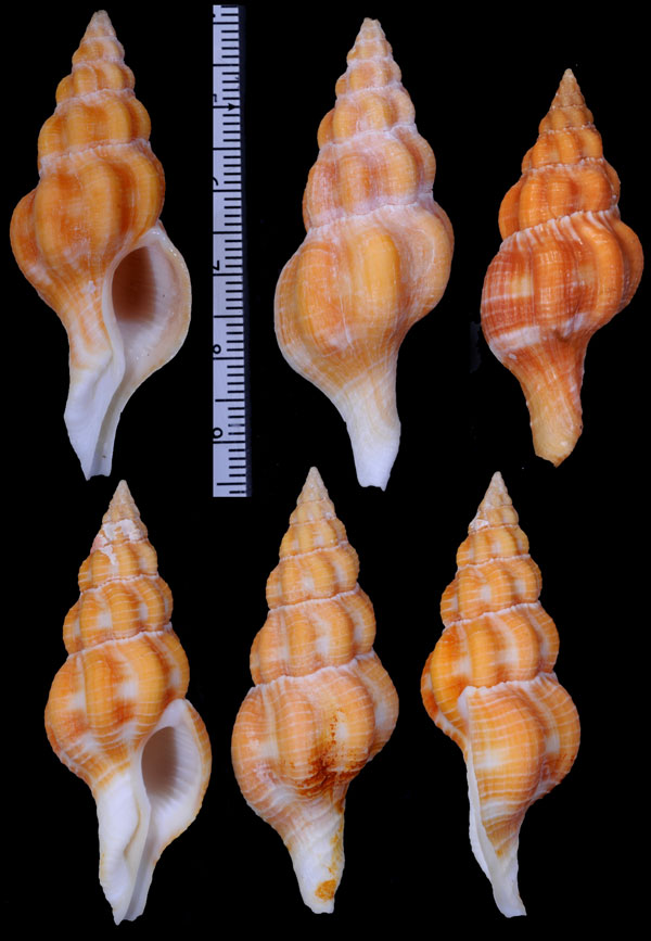 スナイダーツノマタ Fusolatirus sarinae small