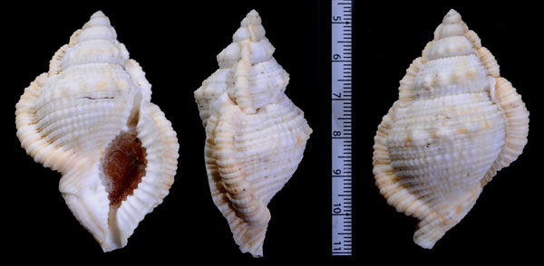 シロヒロクチウネボラ (仮称) Bursa awatii minima small