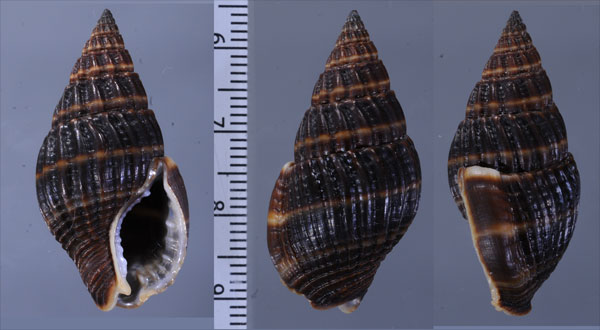 シワクリイロヨフバイ (仮称) Nassarius olivaceus approximata small