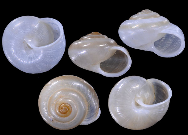 ハイチカイハクマイマイ (仮称) Praticolella leucorhaphe small