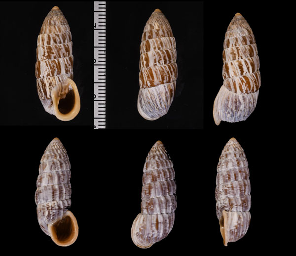 カレハオオタワラ Cerion mumina chrysalis small
