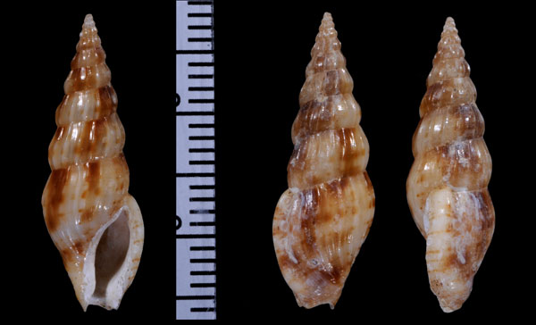 マドゥラツヤシャジク (仮称) Horaiclavus madurensis small