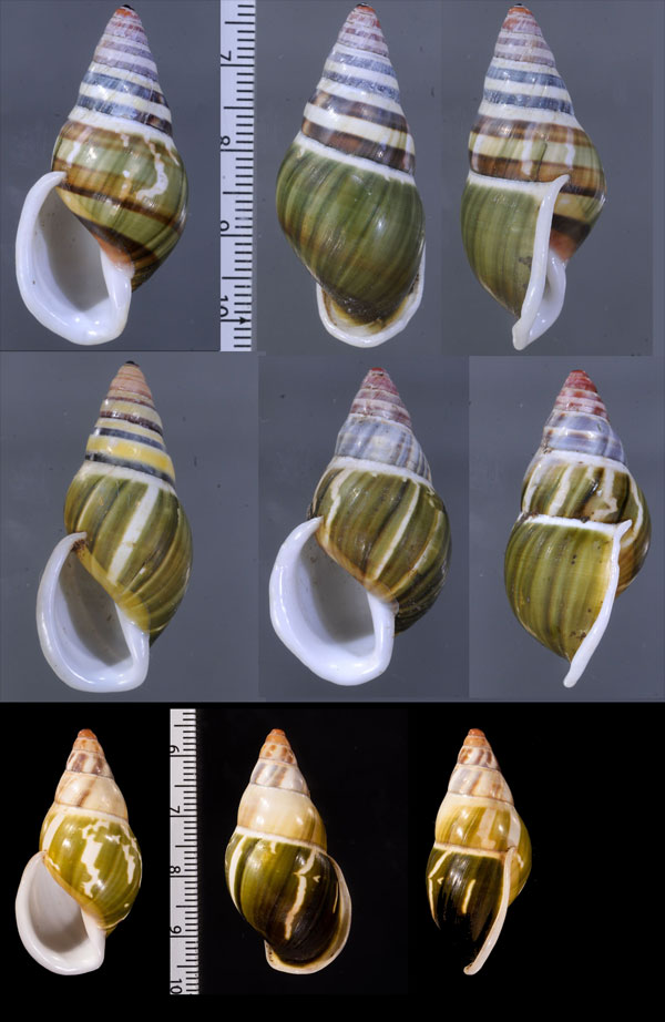 パムアッバスマレーマイマイ (仮称) Amphidromus pamabbasae small