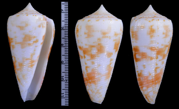シロクサズリイモ (仮称) Conus kuroharai quiquandoni small