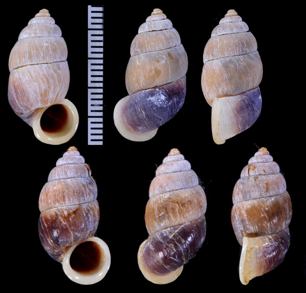 ハラブトオオサナギ (仮称) Farcimen guanense small
