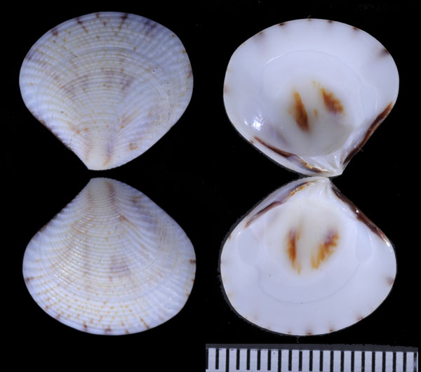 ゴウシュウイナミガイ Gafrarium australe small