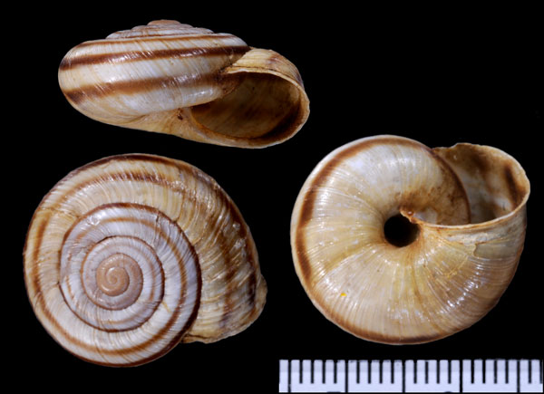 ミスジヒラバマイマイ (仮称) Chilostoma faueri small