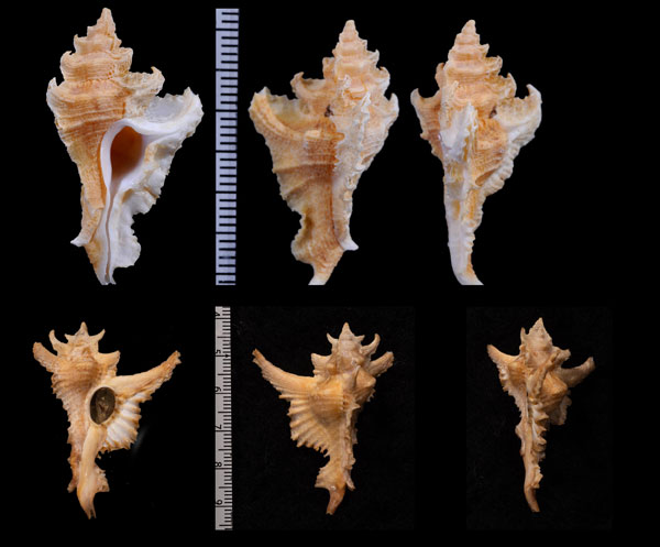 ナミガタサギノハヨウラク Pterochelus undosus small