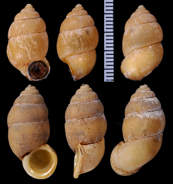 アナフェオオサナギ (仮称) Farcimen gundlachi anafense small