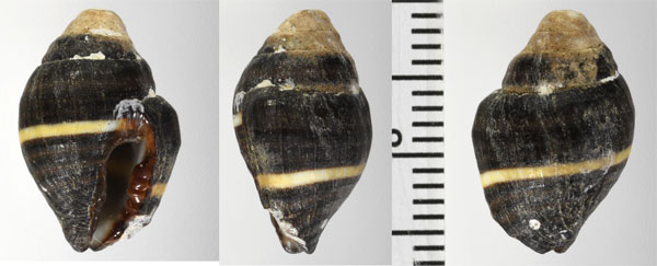 ヒトスジノシガイ Engina mendicaria unilineata small
