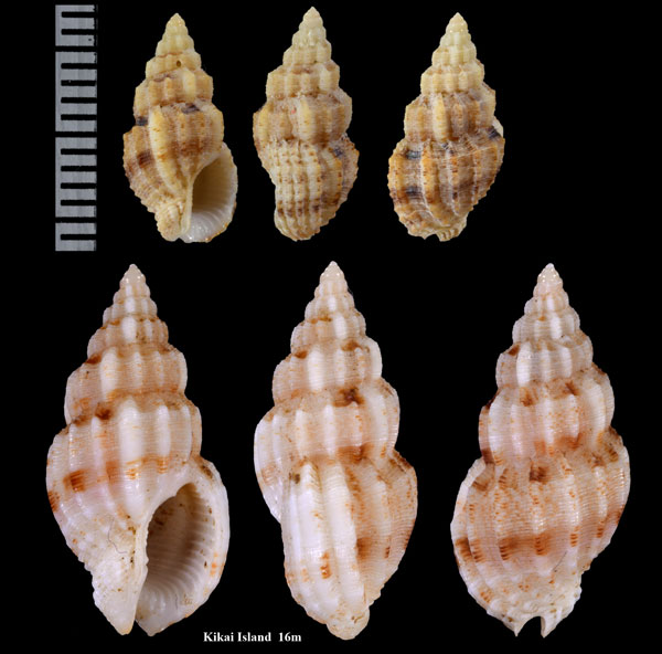 シロコトクサバイ 白小木賊? Phos nodicostatum small