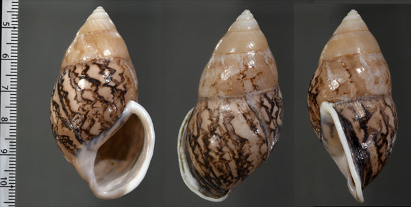 ダイリセキマレーマイマイ (仮称) Amphidromus asper small