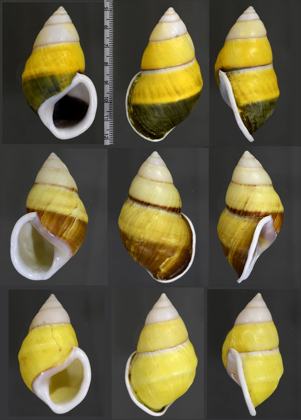 ナッグスマレーマイマイ (仮称) Amphidromus naggsi small