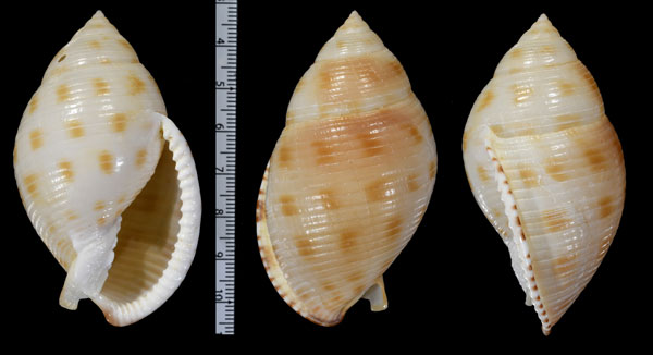 チョボグチウラシマ Semicassis microstoma small