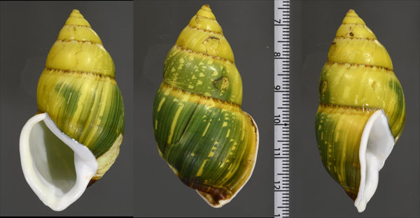 ハインリッヒマイマイ (仮称) Amphidromus heinrichhuberi small