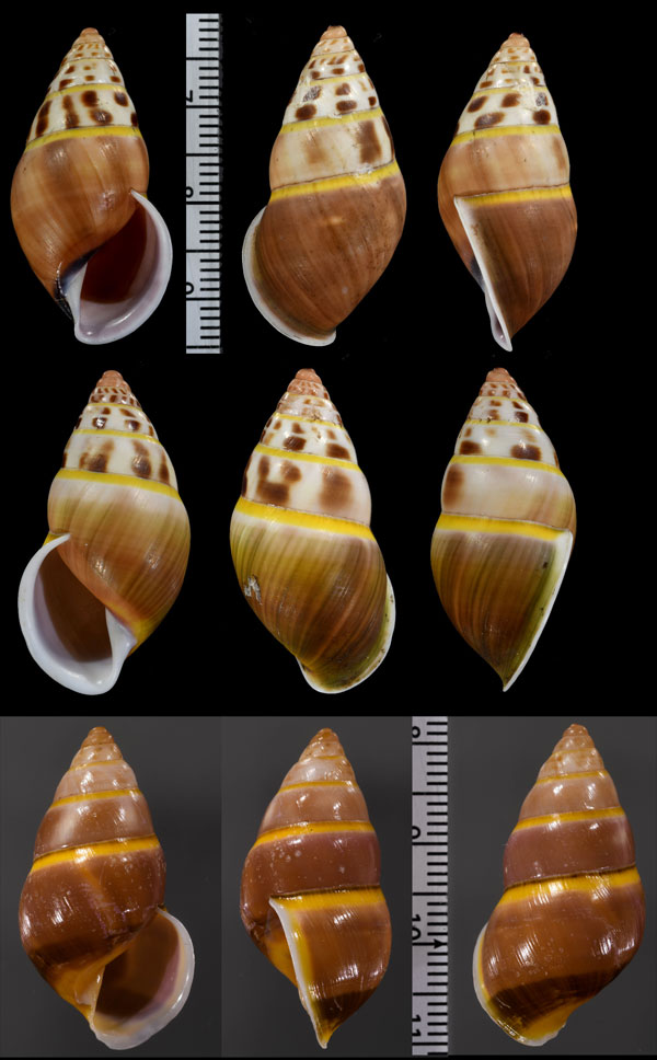 ヒメホンダオマレーオマイマイ (仮称) Amphidromus liei joshuathami small