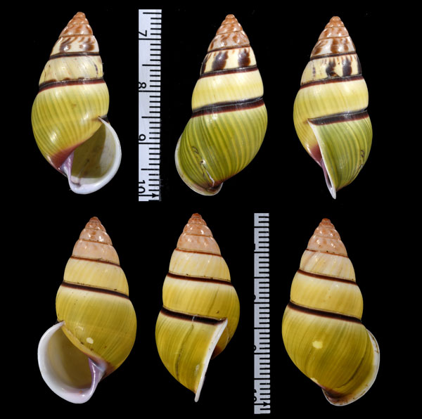 ジョンアッバスマレーマイマイ (仮称) Amphidromus johnabbasi small