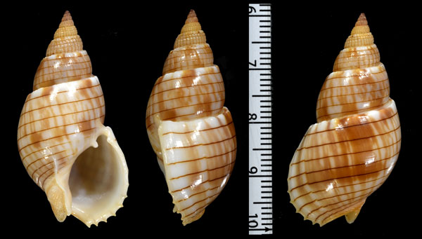 ミナミキンシバイ Nassarius glans glans small