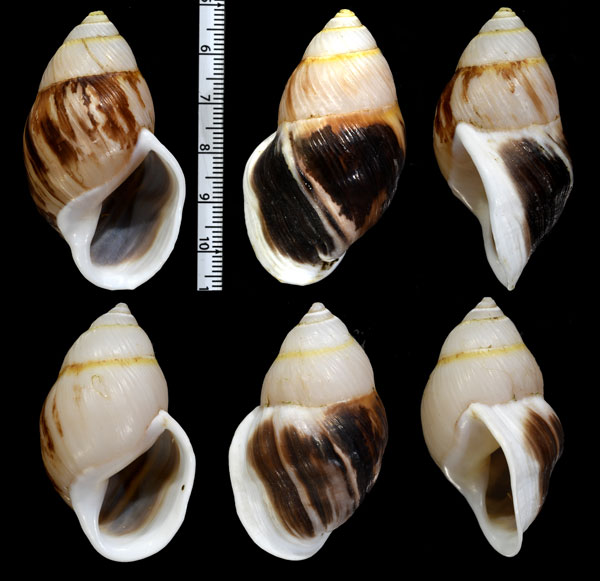 クロスジマレーマイマイ (仮称) Amphidromus costifer small